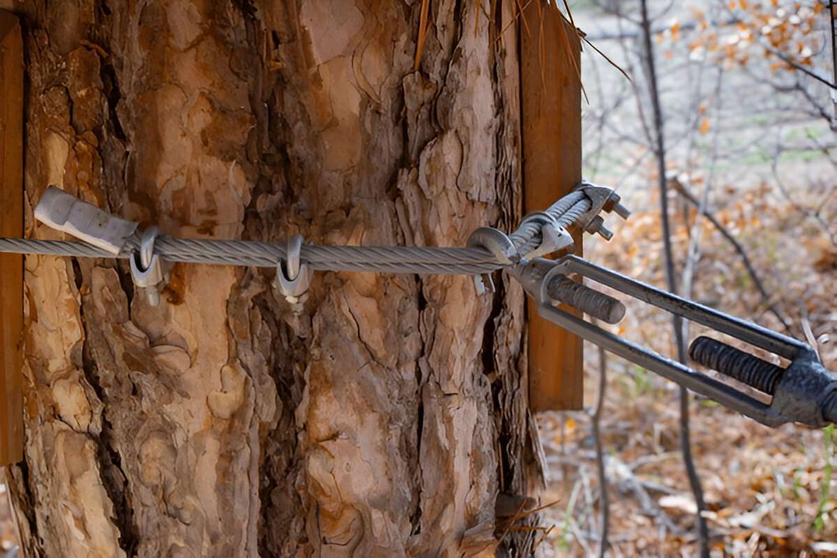Tree Cabling