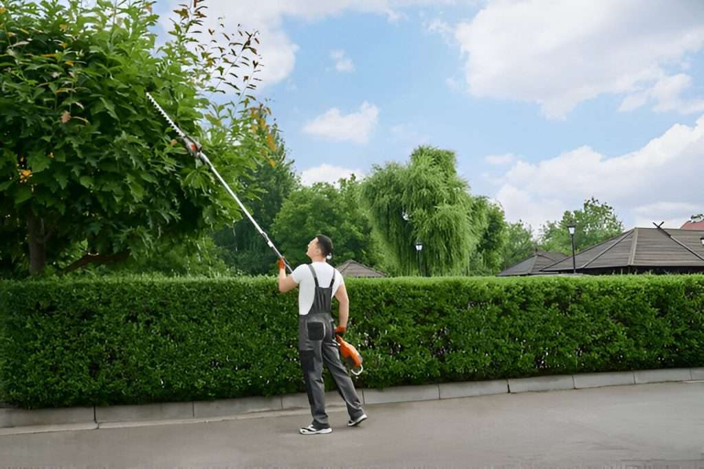 Tree Trimming & Pruning
