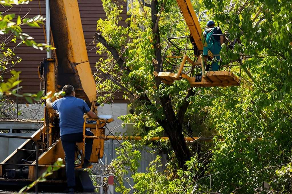 erie pa tree service