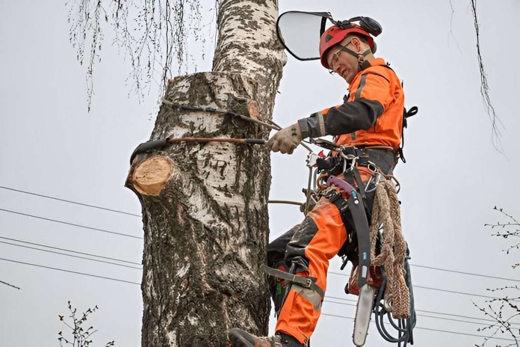 erie tree service