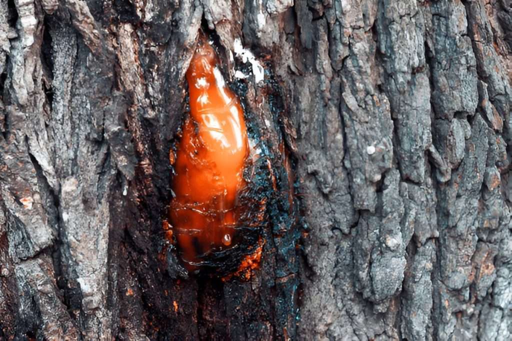 Diseases and Pests