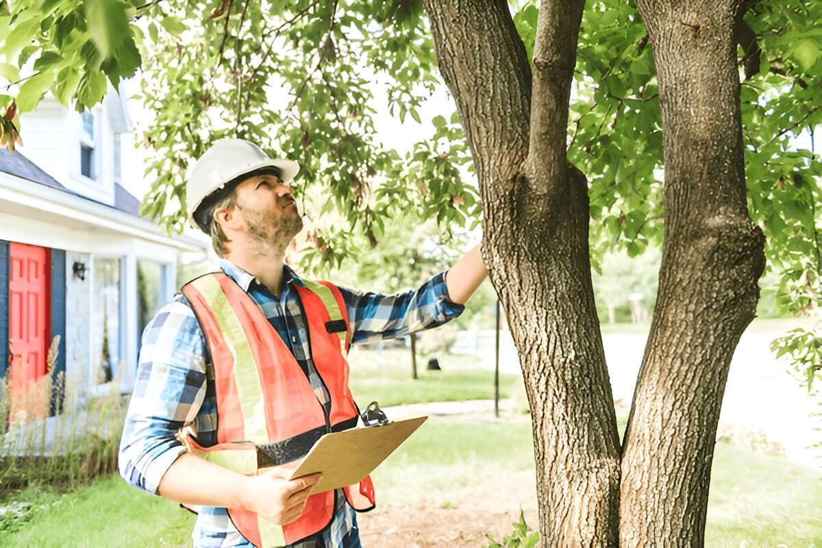 Tree Health and Maintenance