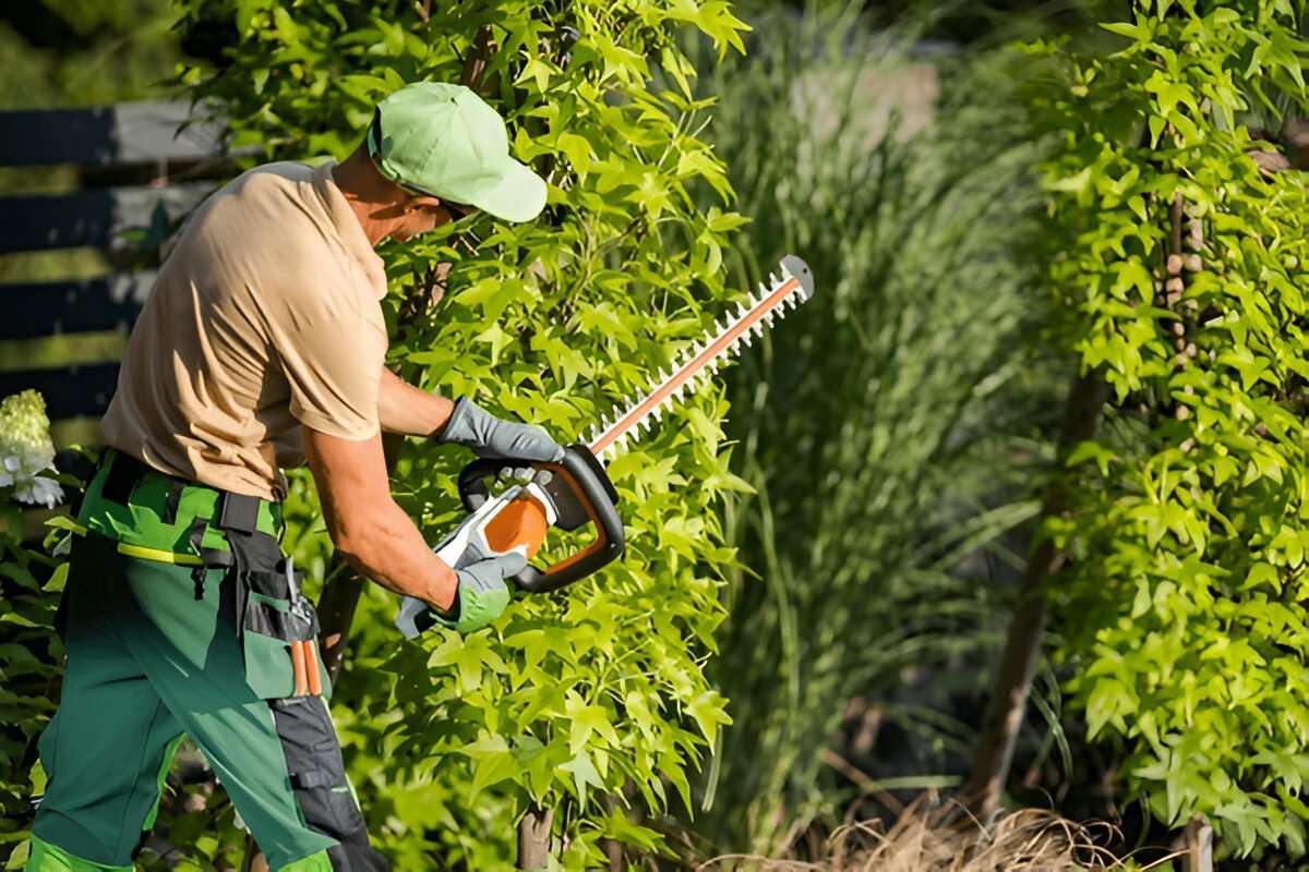 Tree Trimming Erie Pa