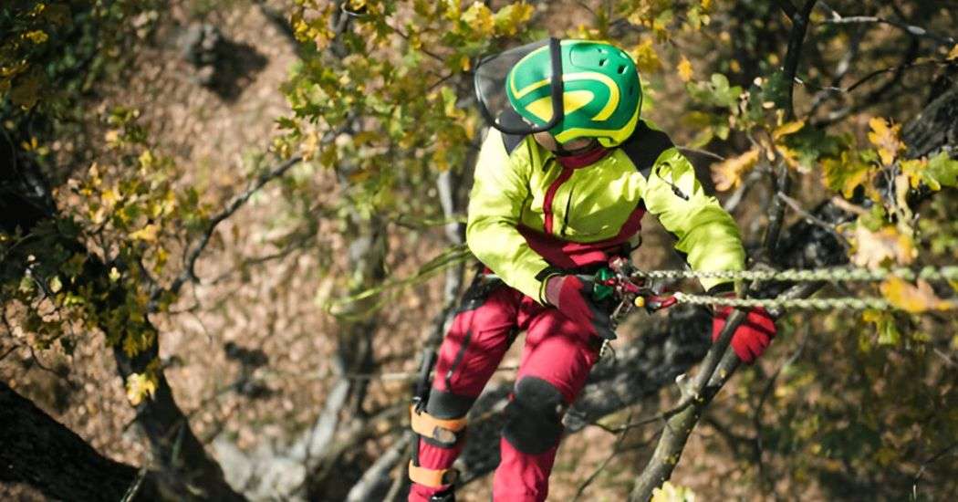 Benefits of Arborist Consultations