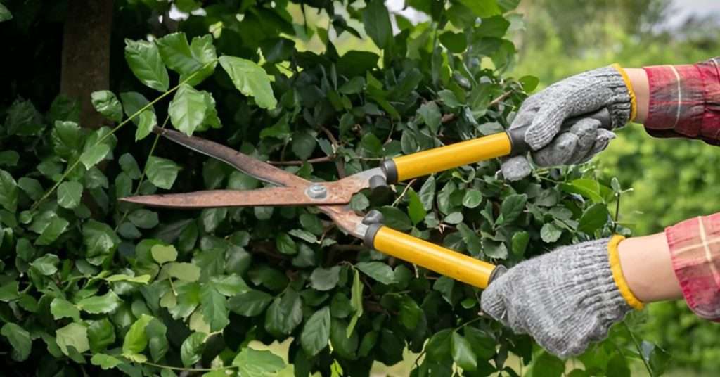 Best Time to Trim Your Trees