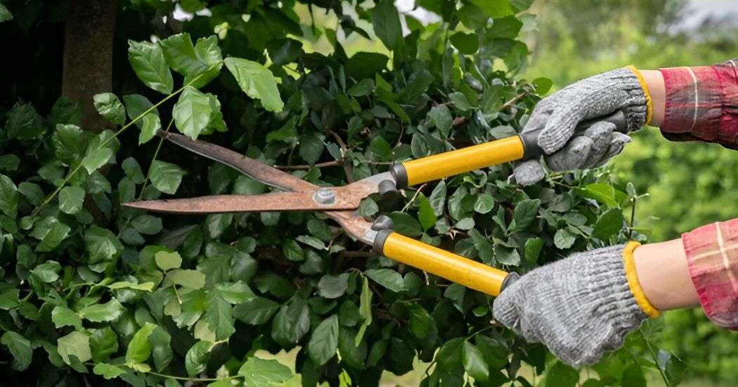 Best Time to Trim Your Trees