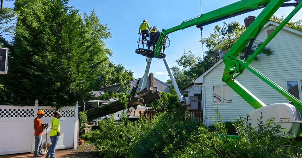 Choose the Right Tree Service
