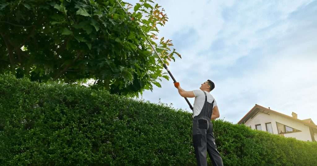 DIY vs. Professional Tree Care