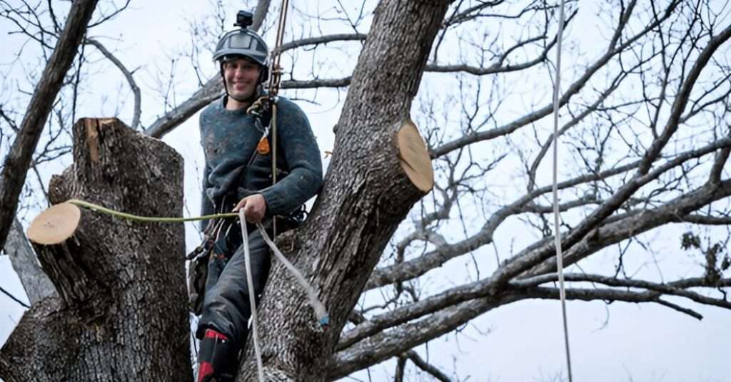 Permit for Tree Removal in Erie