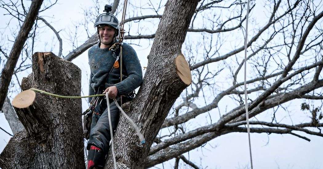 Permit for Tree Removal in Erie