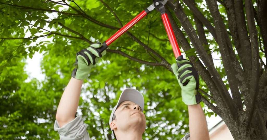 Seasonal Tree Care