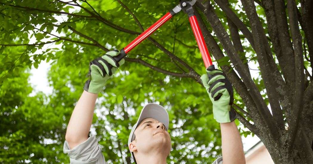 Seasonal Tree Care