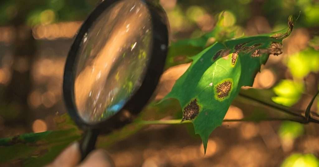 Tree Disease Prevention