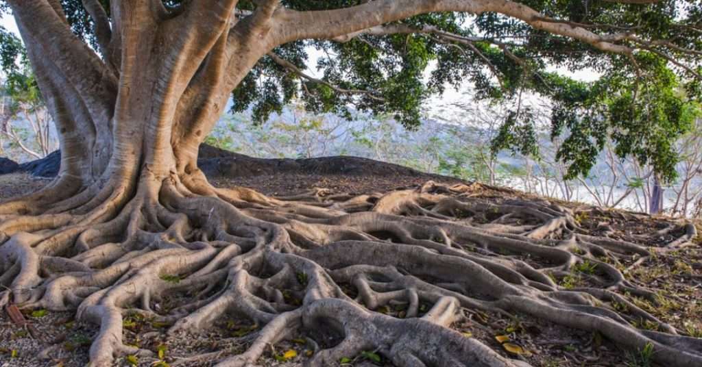 Understanding Tree Roots