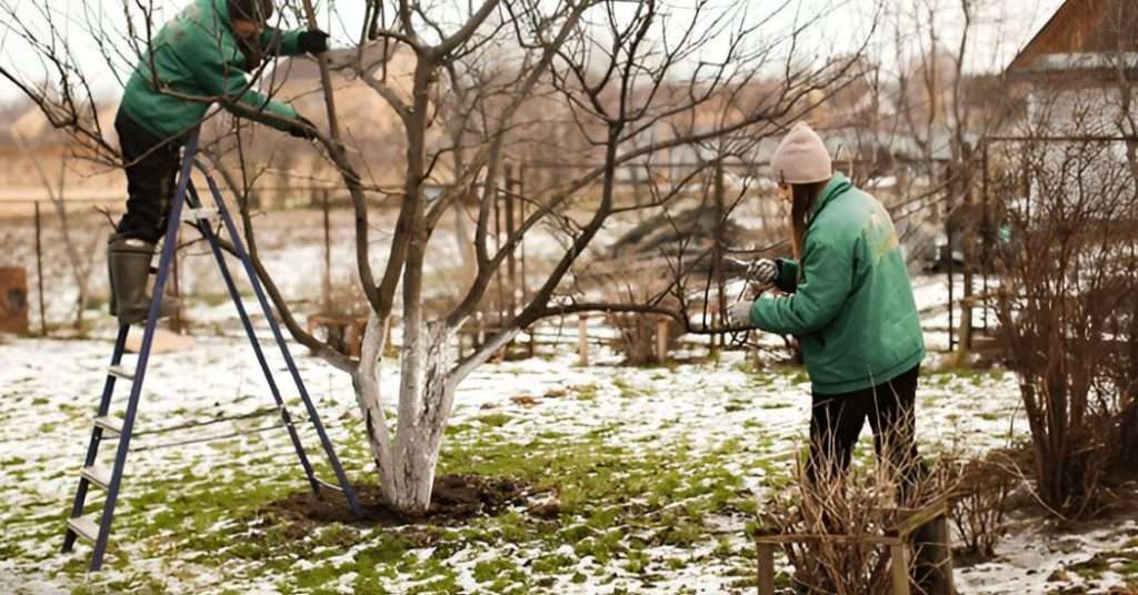 Winter Tree Care Tips for Erie