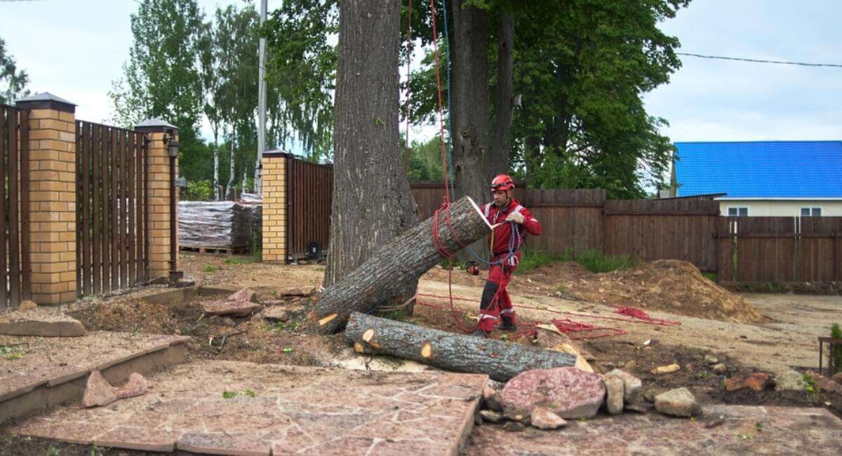 Harborcreek Tree Services