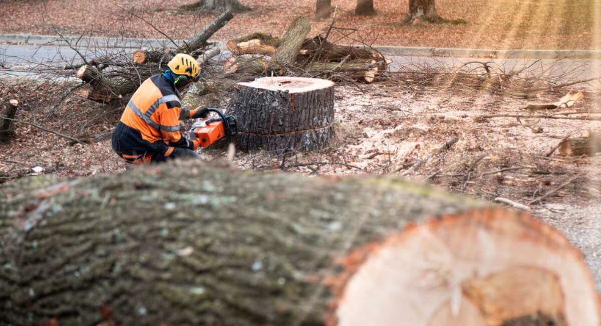 Tree Removal Fairview