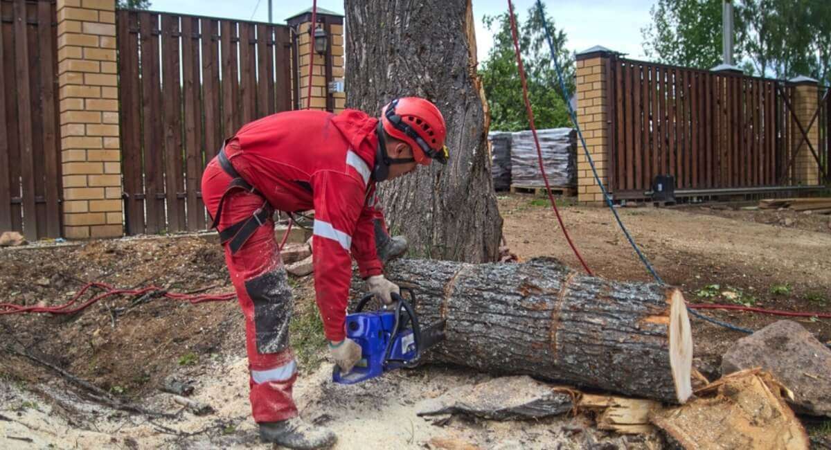 Tree Removal Lawrence Park