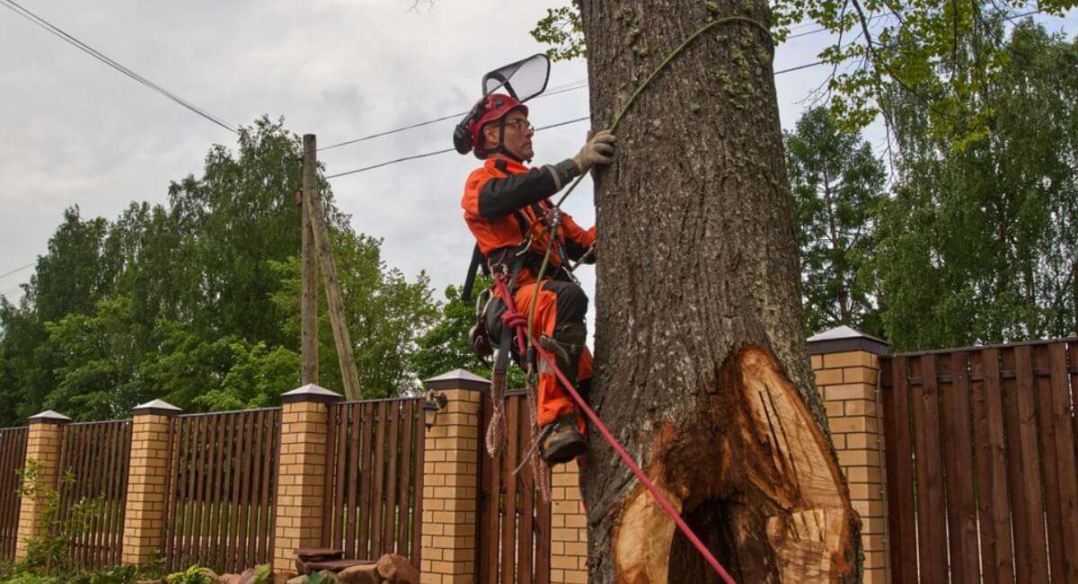 Tree Removal Services in Summit Township