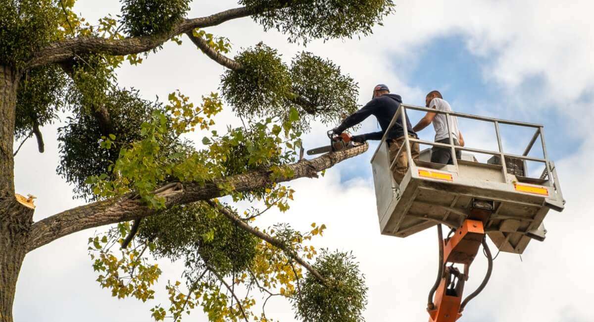 Tree Service in Wesleyville Borough